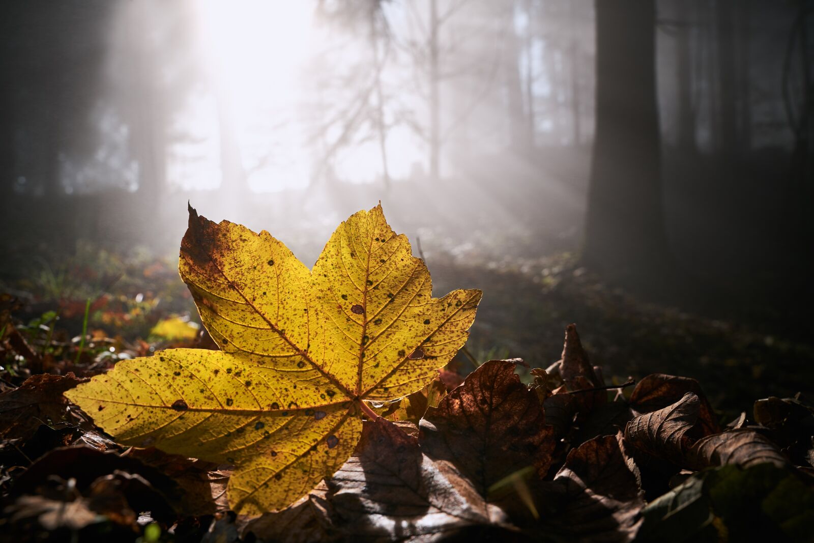 Sony a7 III + Tamron 28-75mm F2.8 Di III RXD sample photo. Leaves, fog, light photography