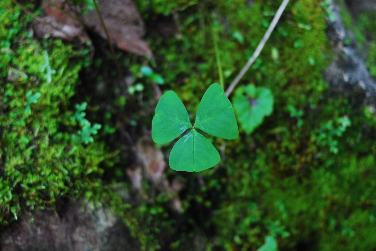 Nikon D60 sample photo. Leaf, nature, plant photography