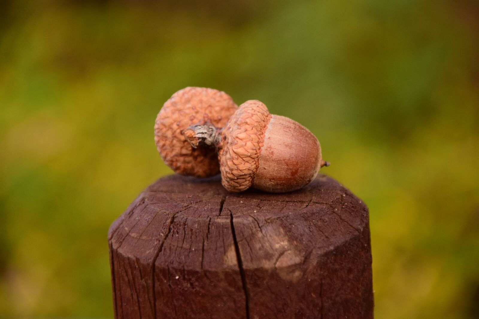 Nikon D3300 sample photo. Acorns, close up, beautiful photography