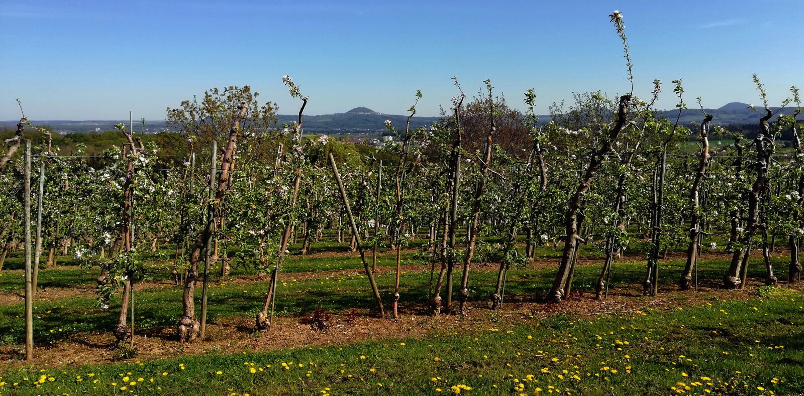 HUAWEI P20 lite sample photo. Orchard, apple trees, alb photography