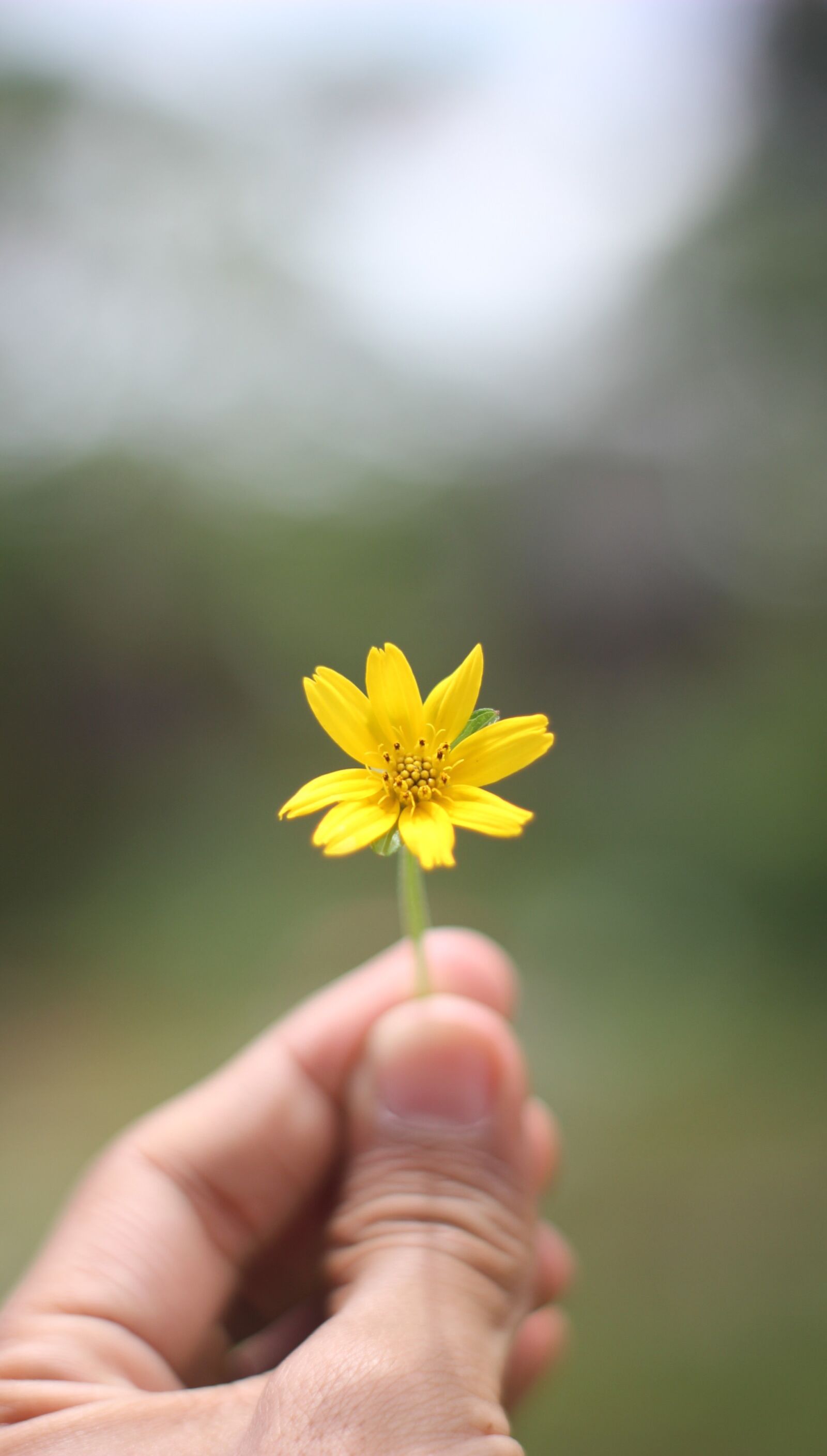 Canon EOS 550D (EOS Rebel T2i / EOS Kiss X4) sample photo. Flower, yellow, nature photography