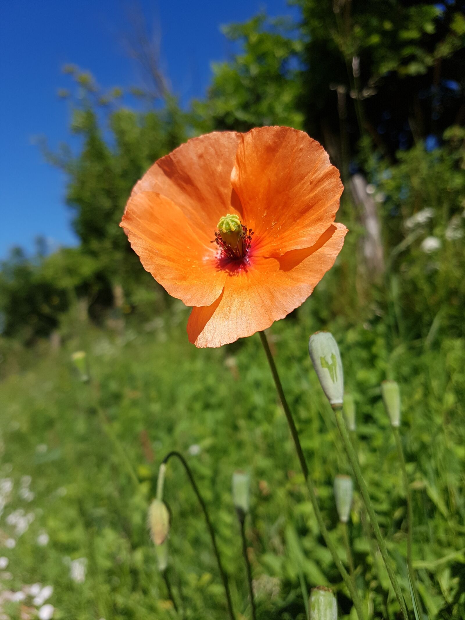 Samsung Galaxy S7 Edge sample photo. Flower, blue, sky photography