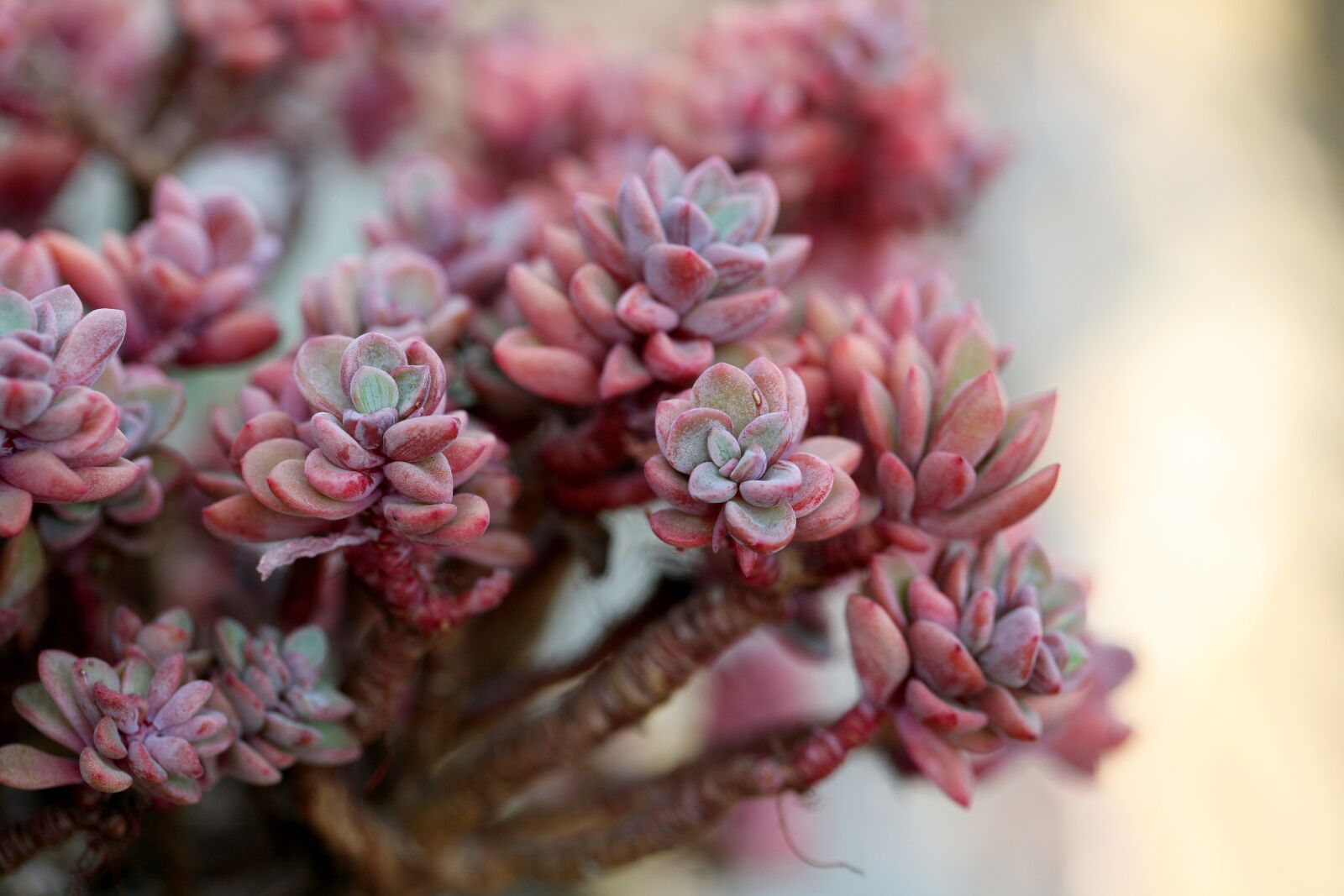 Canon EOS 5D sample photo. A fleshy plant, fleshy photography