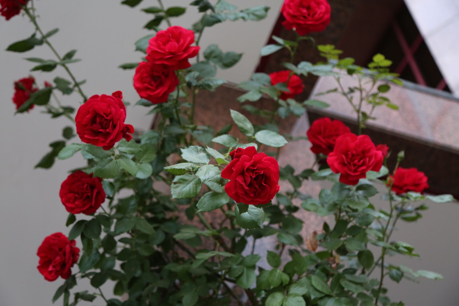 Canon EF 24-105mm F4L IS USM sample photo. Rose, red rose, flower photography