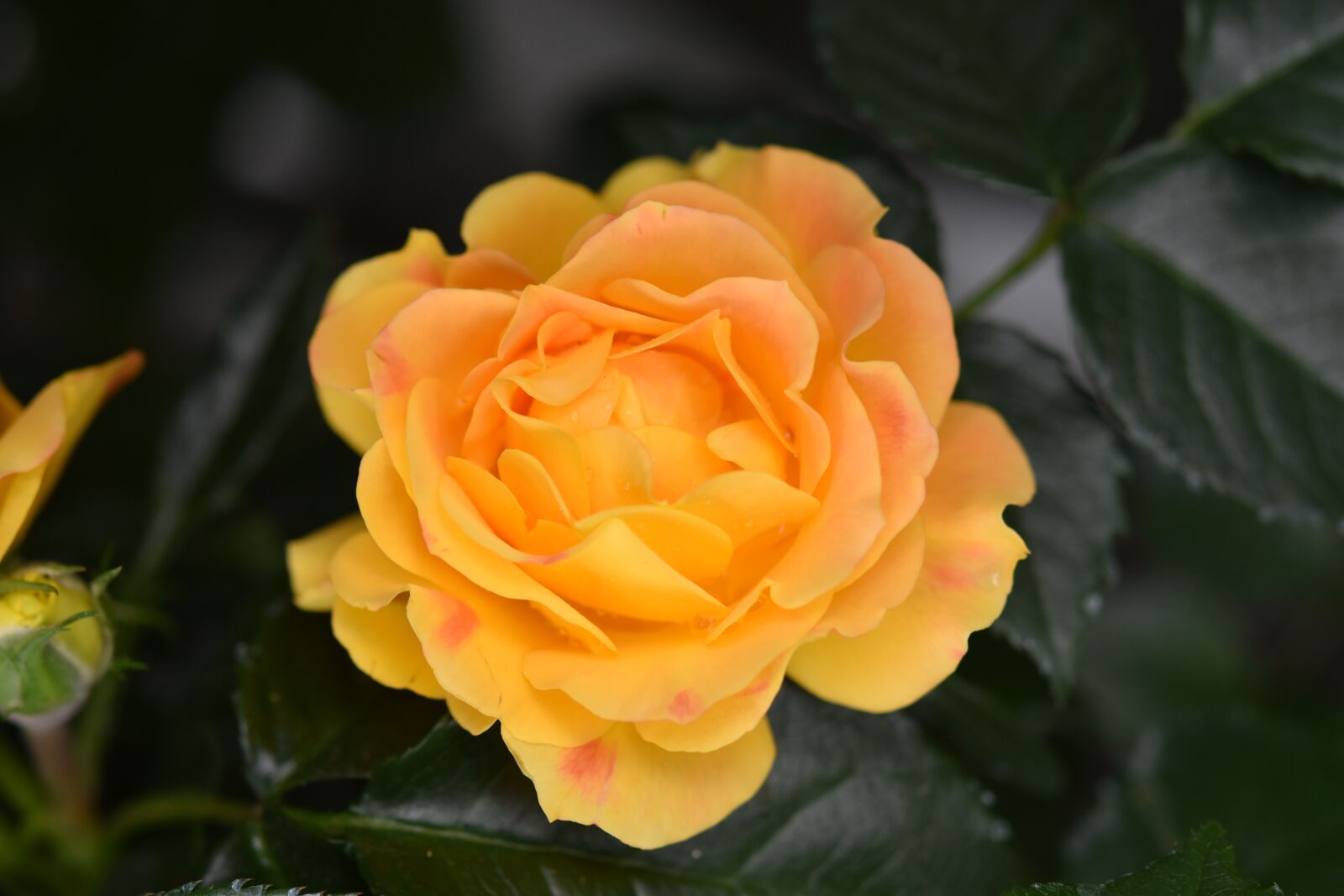 Nikon D5600 sample photo. Flower, pink, pink orange photography