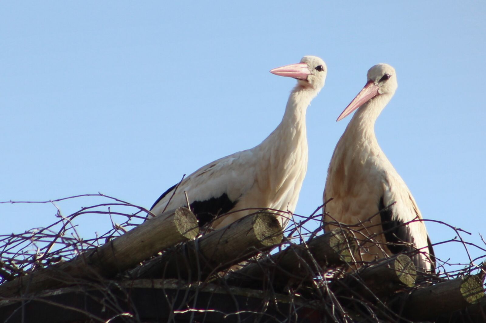 Canon EOS 600D (Rebel EOS T3i / EOS Kiss X5) sample photo. Stork, white, bird photography