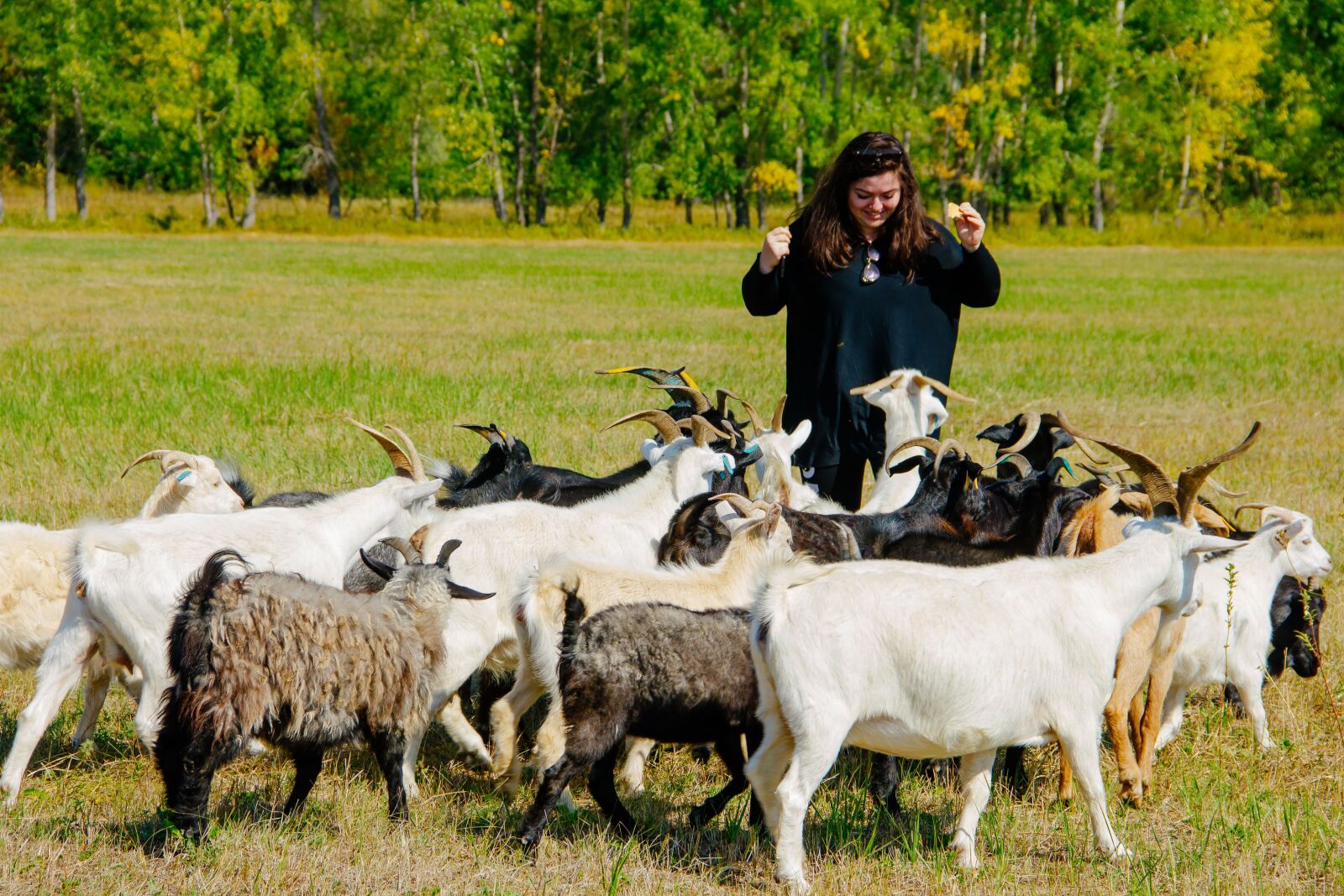 Canon EOS 550D (EOS Rebel T2i / EOS Kiss X4) sample photo. Goats, russia, field photography