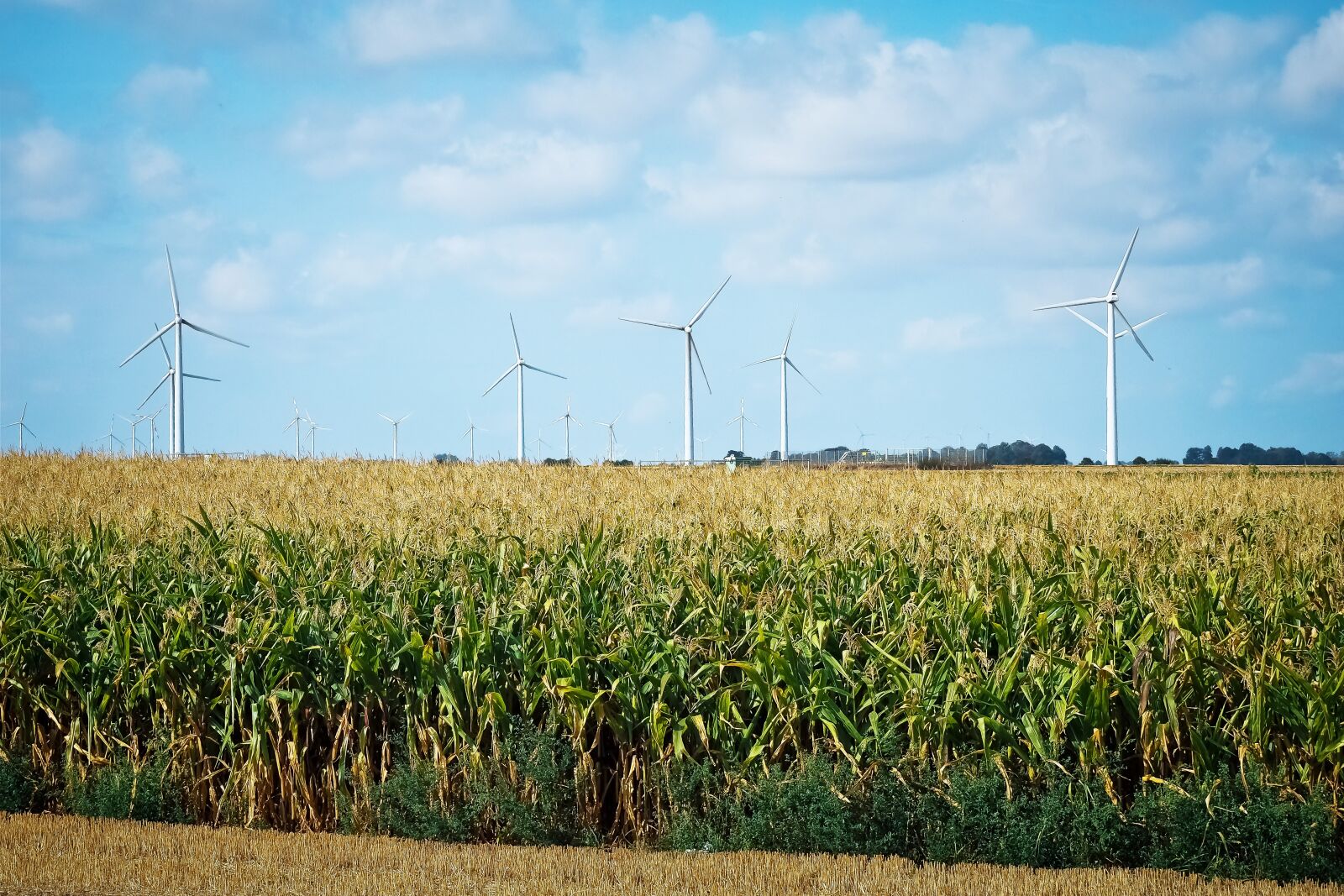 Olympus OM-D E-M10 sample photo. Corn, field, agriculture photography