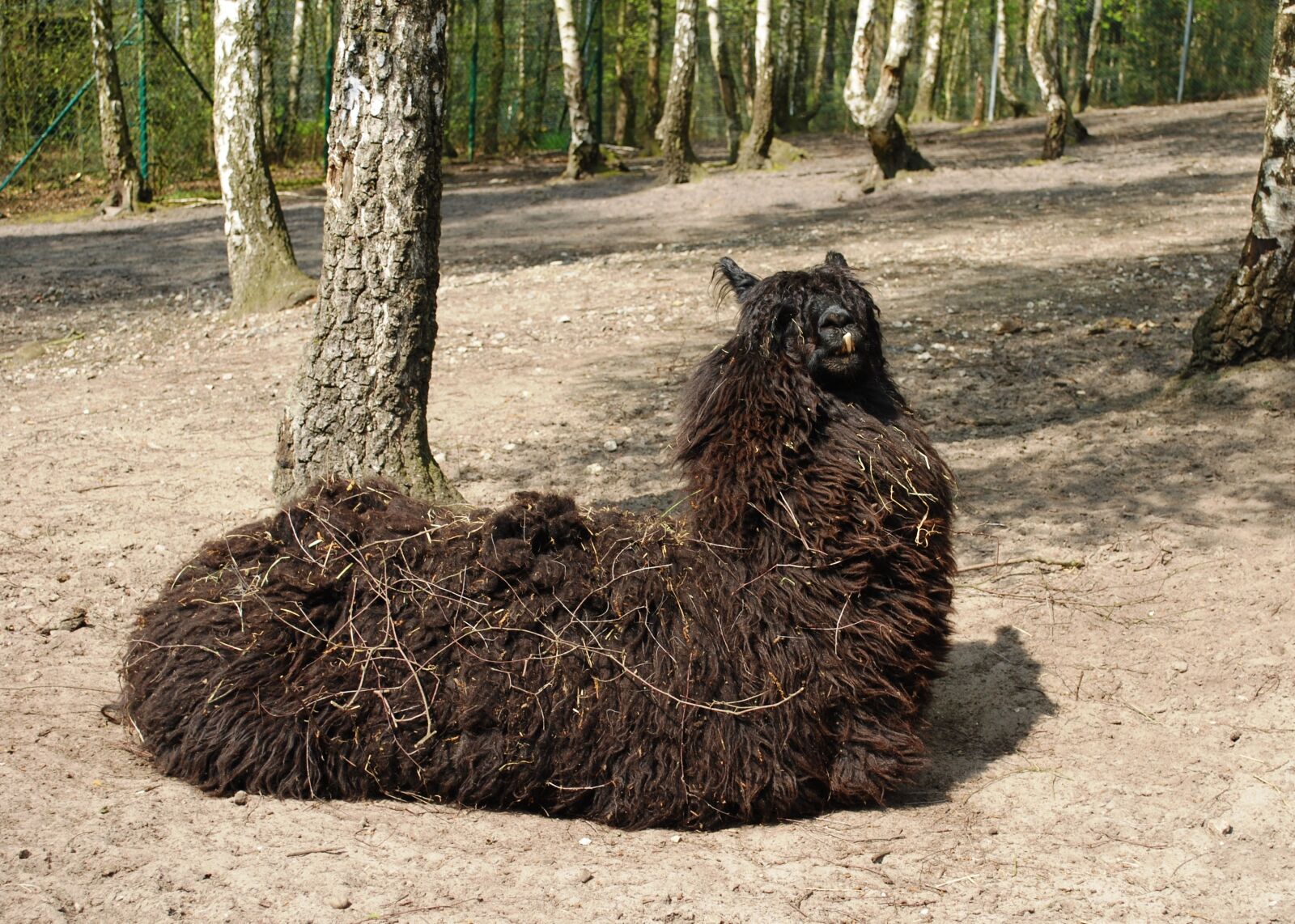 Nikon D60 sample photo. Black llama, animal, wildlife photography