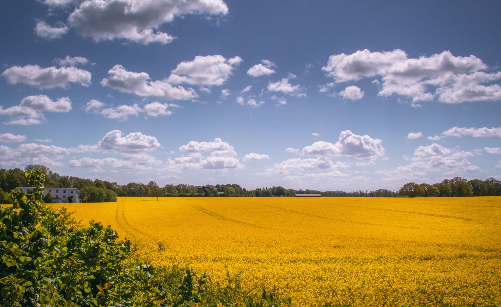 Canon EOS 700D (EOS Rebel T5i / EOS Kiss X7i) sample photo. Oilseed rape, field, landscape photography