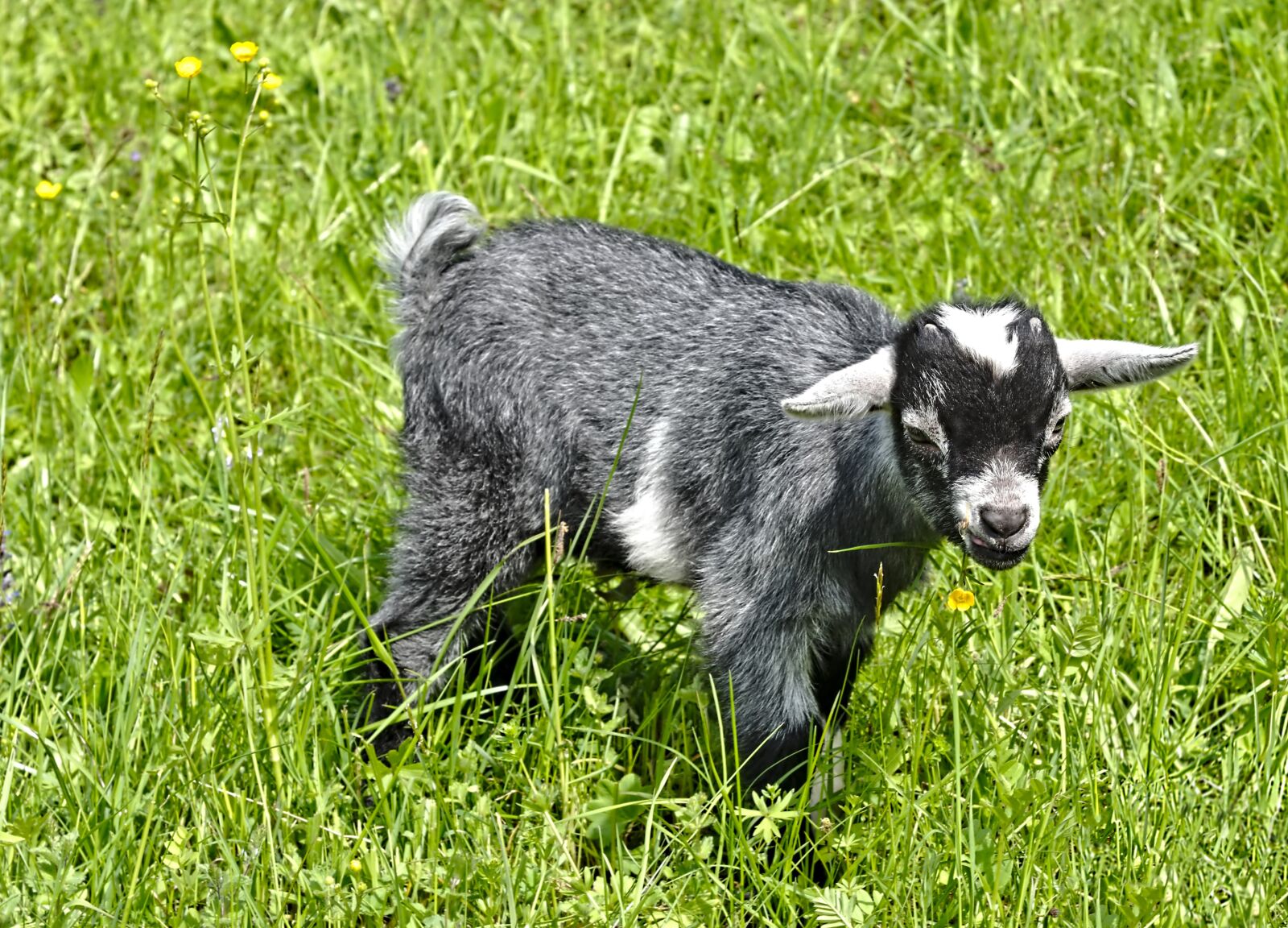 Nikon D750 sample photo. Kid, young animal, pasture photography