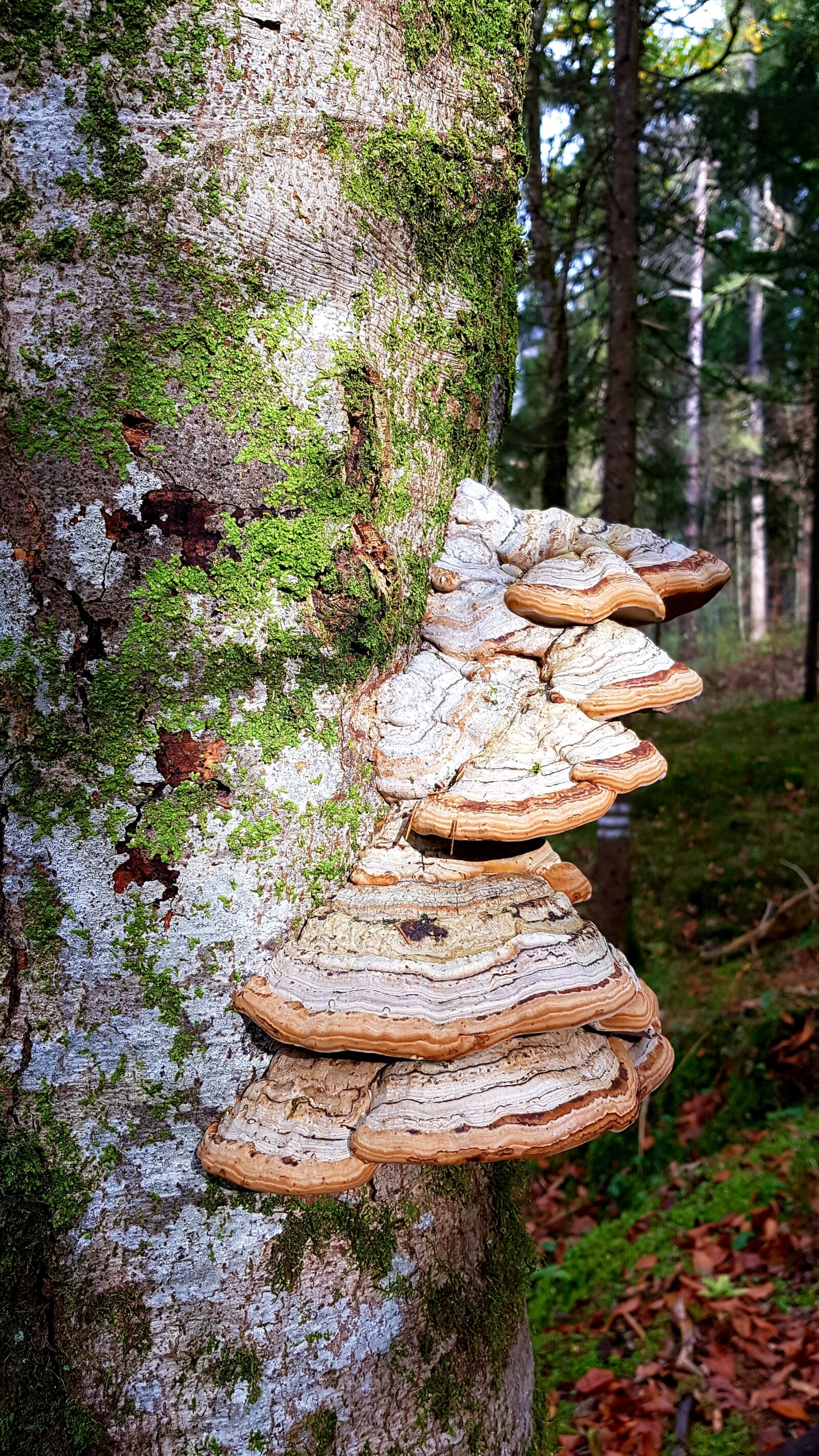 Samsung Galaxy S7 Edge sample photo. Baumschwamm, mushroom, tree photography