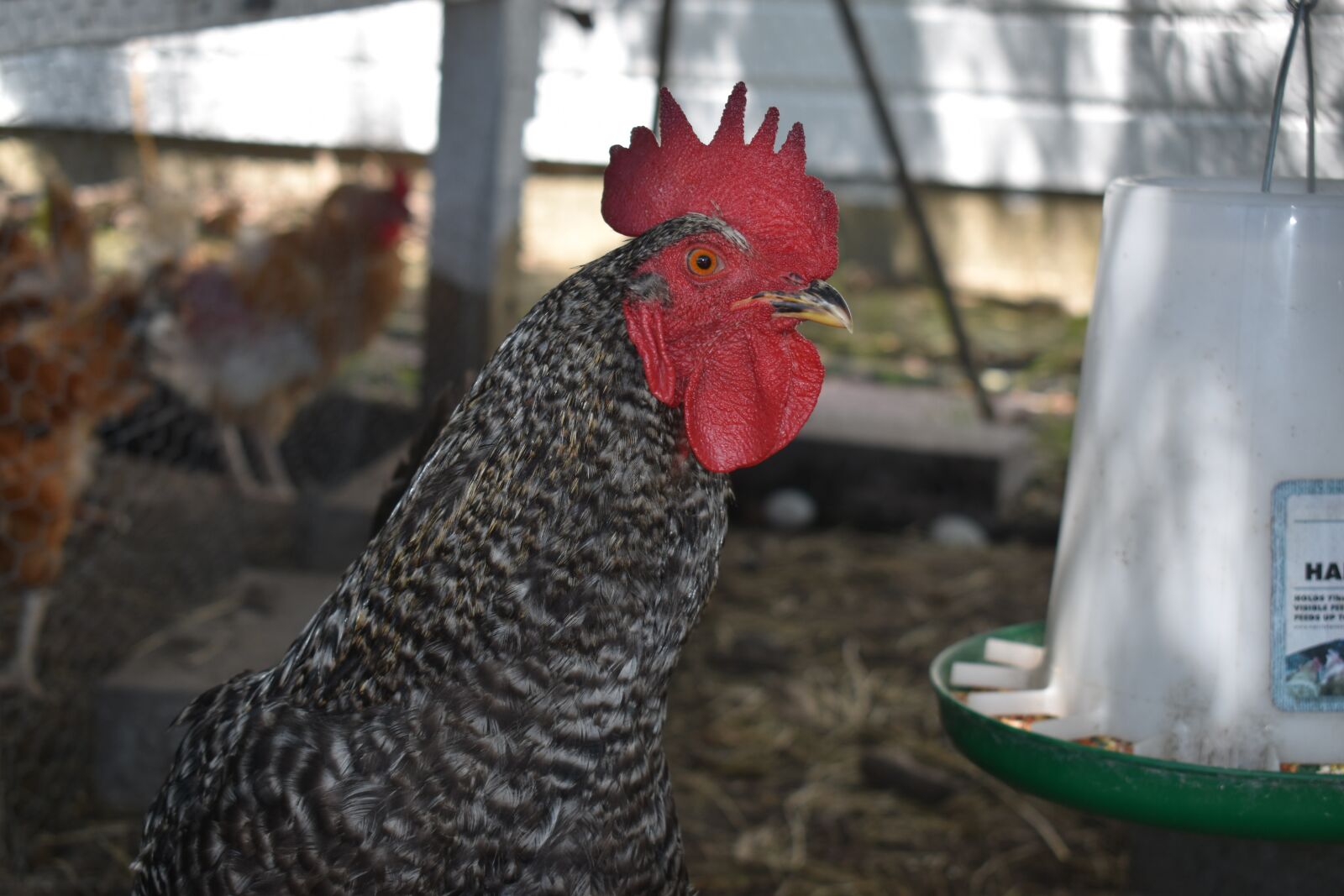 Nikon D3500 sample photo. Rooster, chicken coop, hen photography