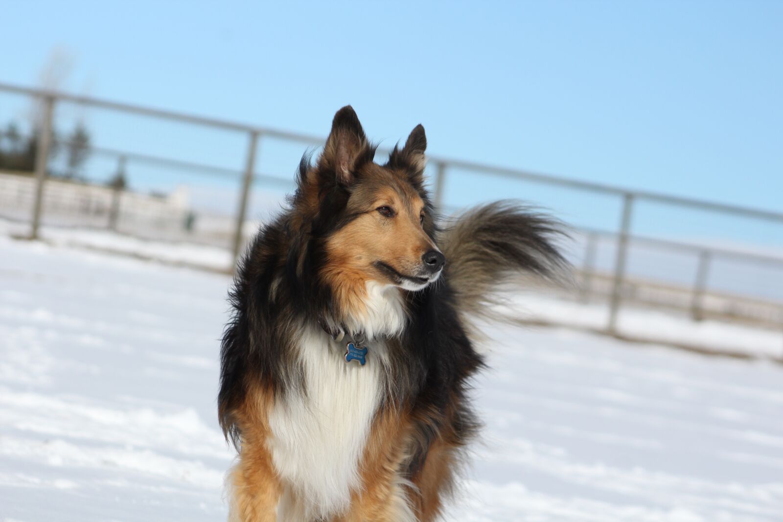 Canon EOS 1300D (EOS Rebel T6 / EOS Kiss X80) sample photo. Dog, collie, pet photography