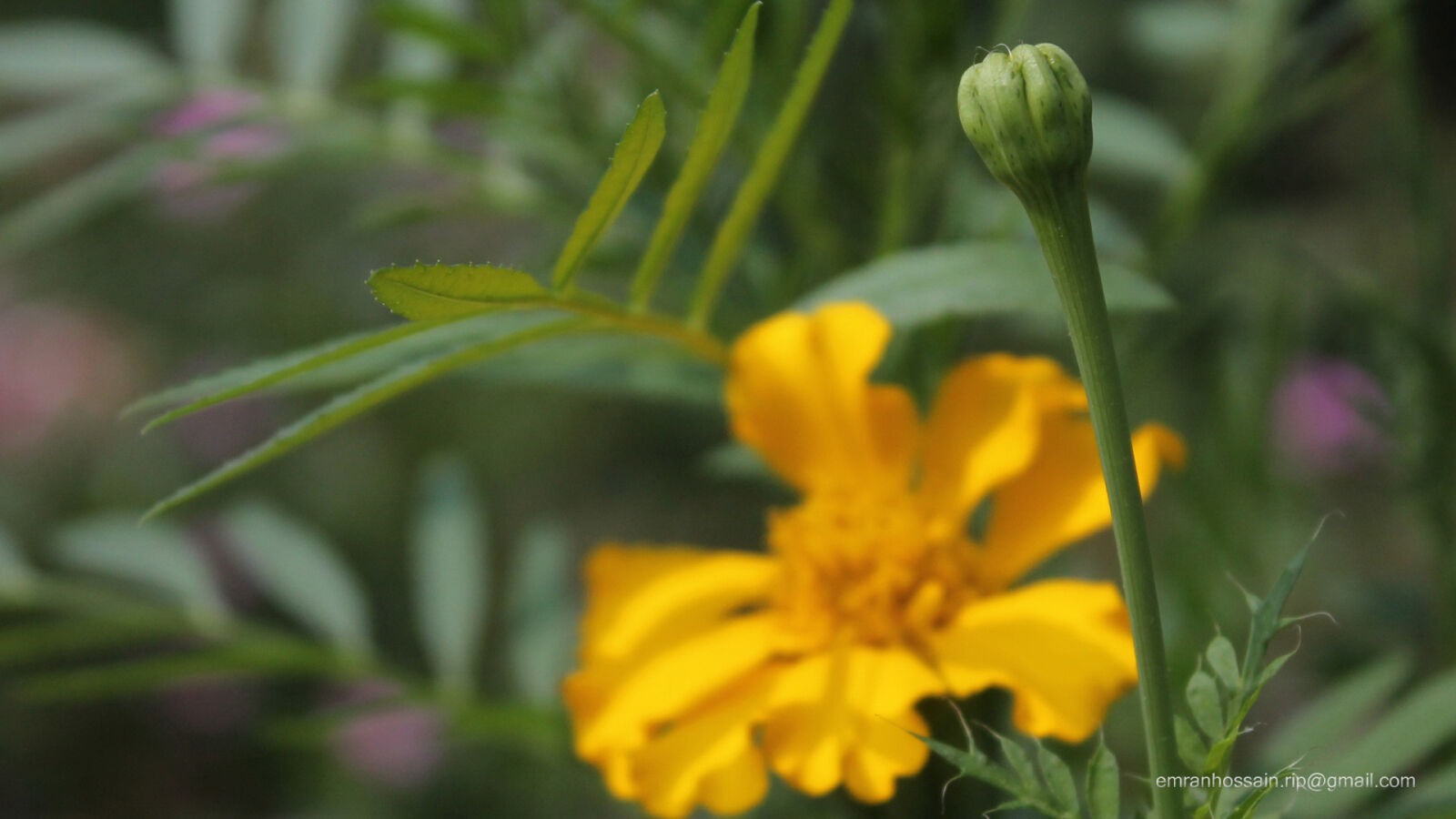 Canon EOS 1100D (EOS Rebel T3 / EOS Kiss X50) sample photo. Nature, nice, wallpaper photography