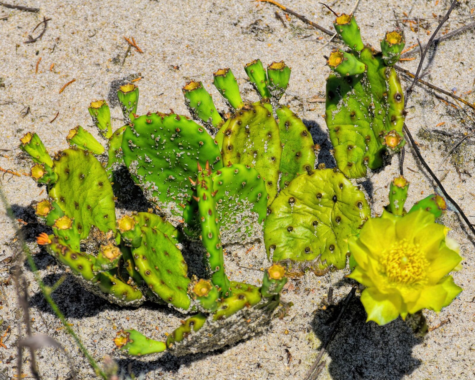 Nikon D3300 sample photo. Cactus, beach, yellow photography