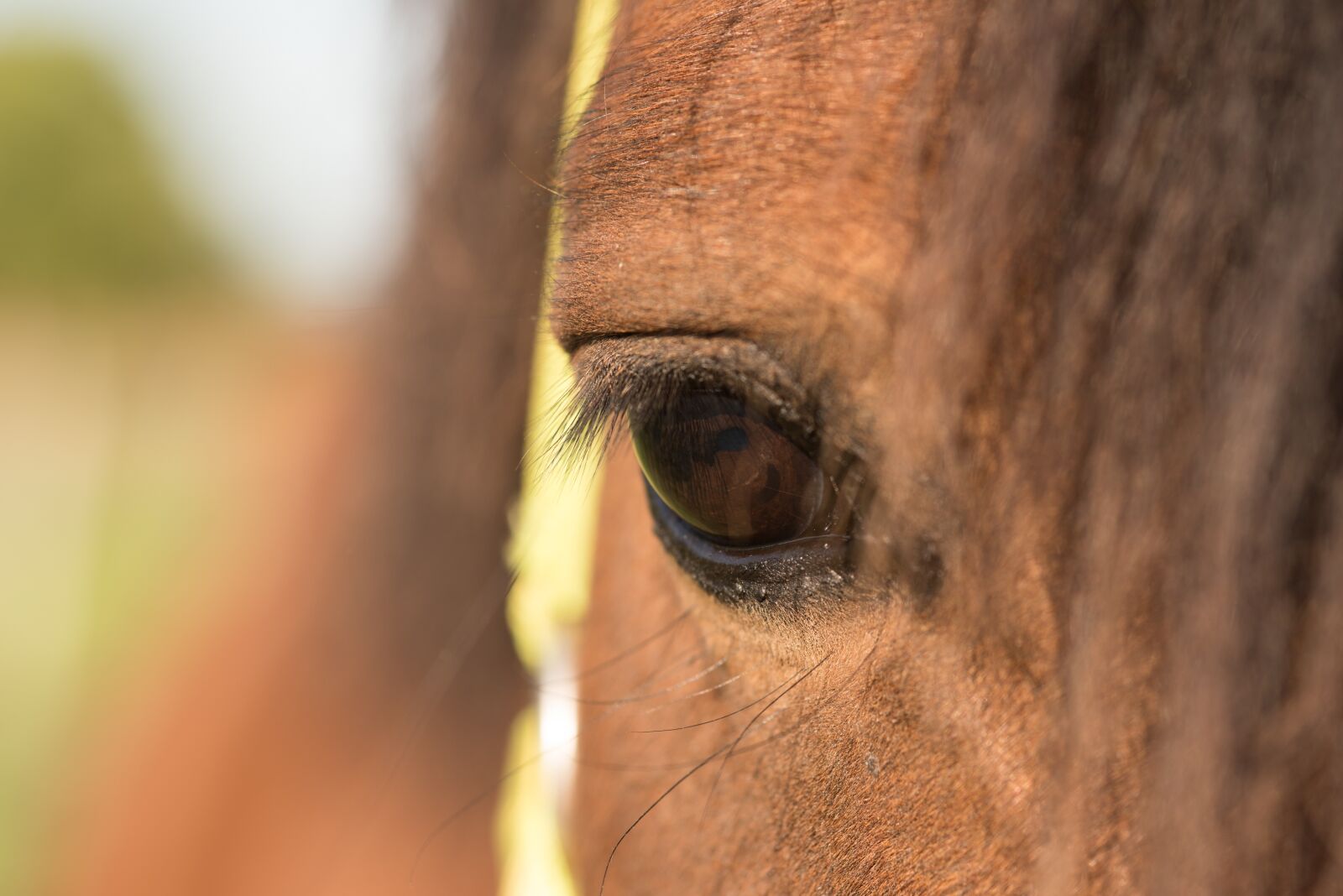 Nikon D750 sample photo. Horse, animal, brown photography