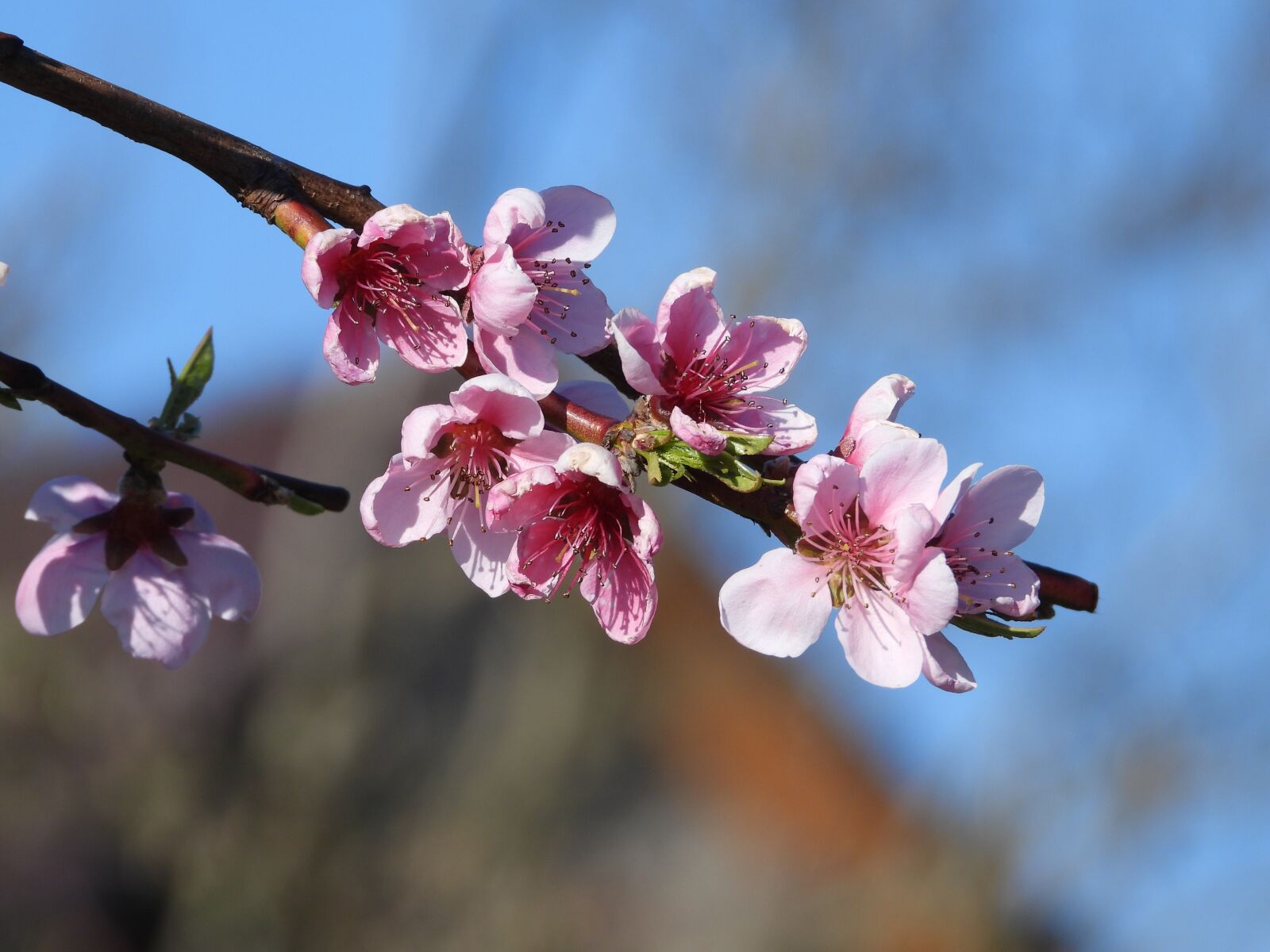 Nikon Coolpix P1000 sample photo. Peach, the peach tree photography