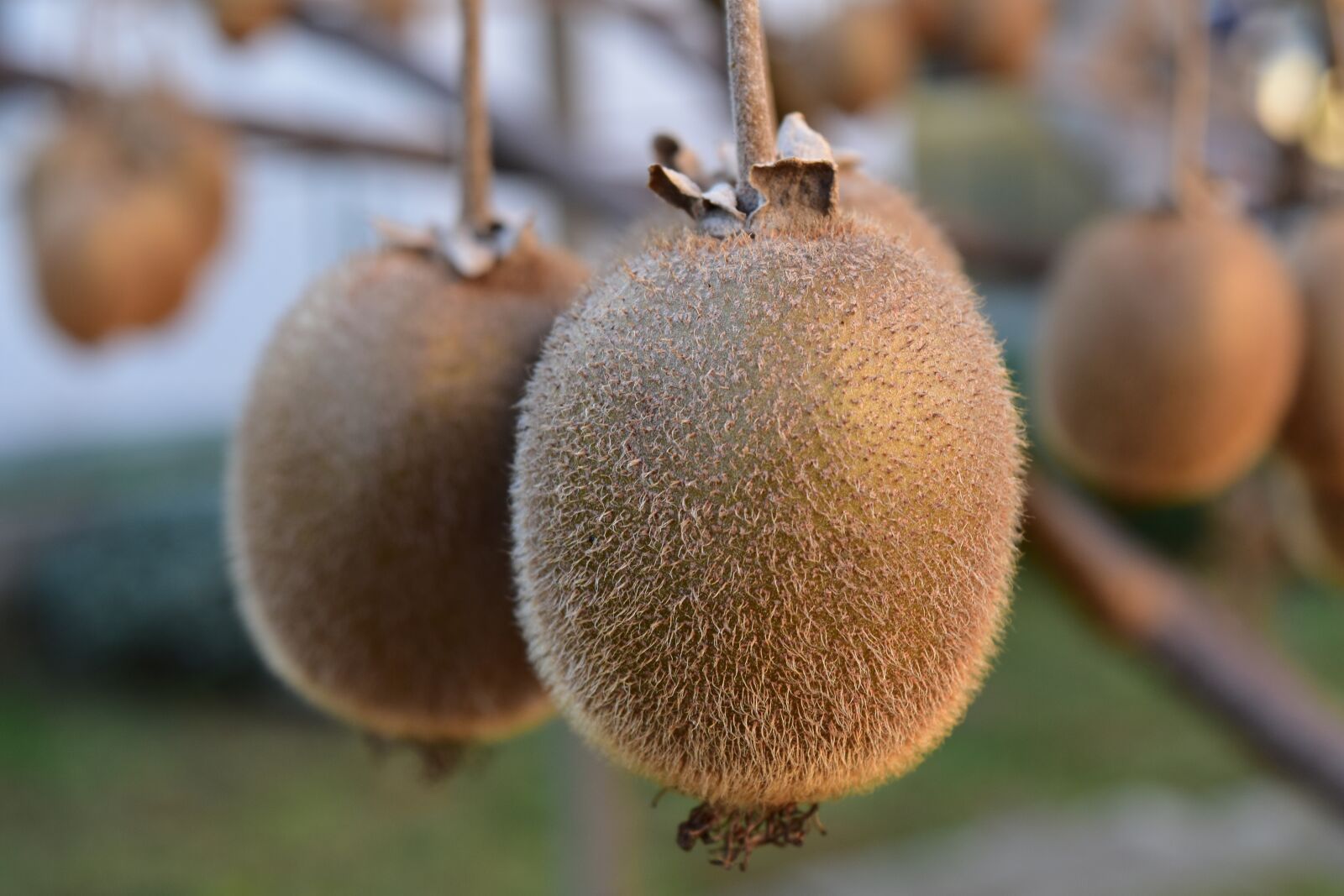 Nikon D5500 sample photo. Kiwi, fruit, foods photography