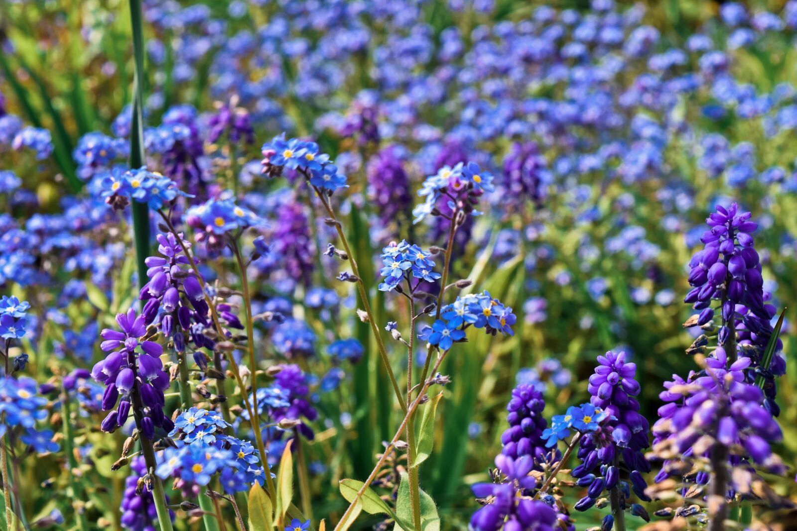 Nikon D3300 sample photo. Flowers, bluebell, spring photography