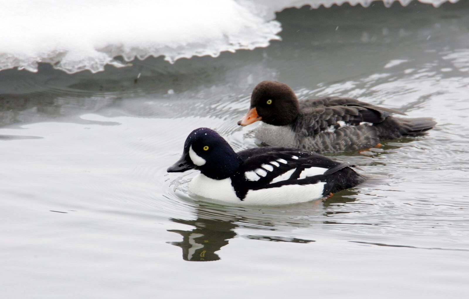 Canon EOS-1D Mark II sample photo. Barrow's goldeneye, ducks, drake photography