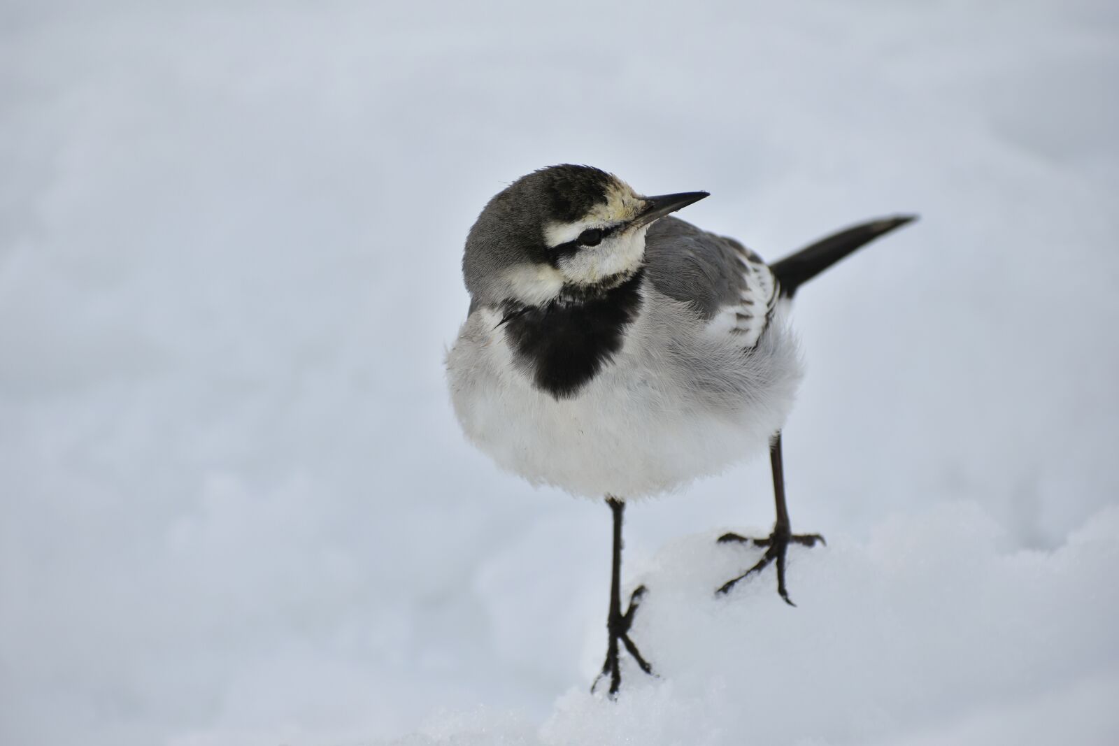Nikon D7200 sample photo. Animal, bird, wild birds photography