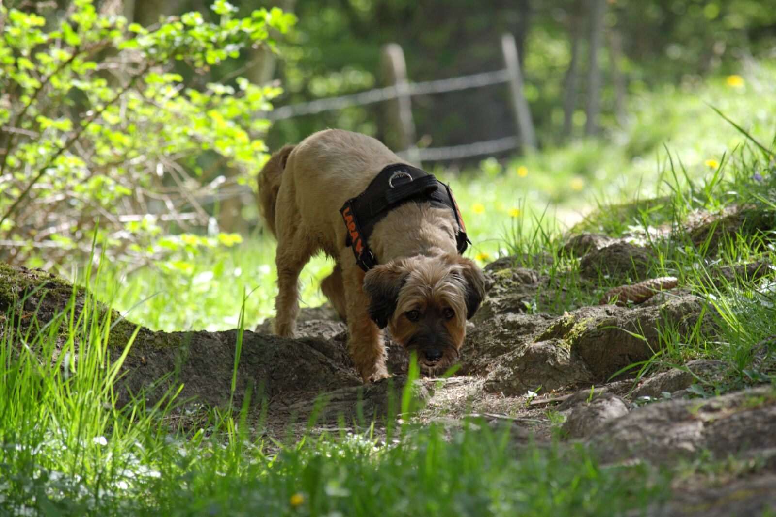 55.0-200.0mm f/4.0-f/5.6 sample photo. Dog, nature, plays photography