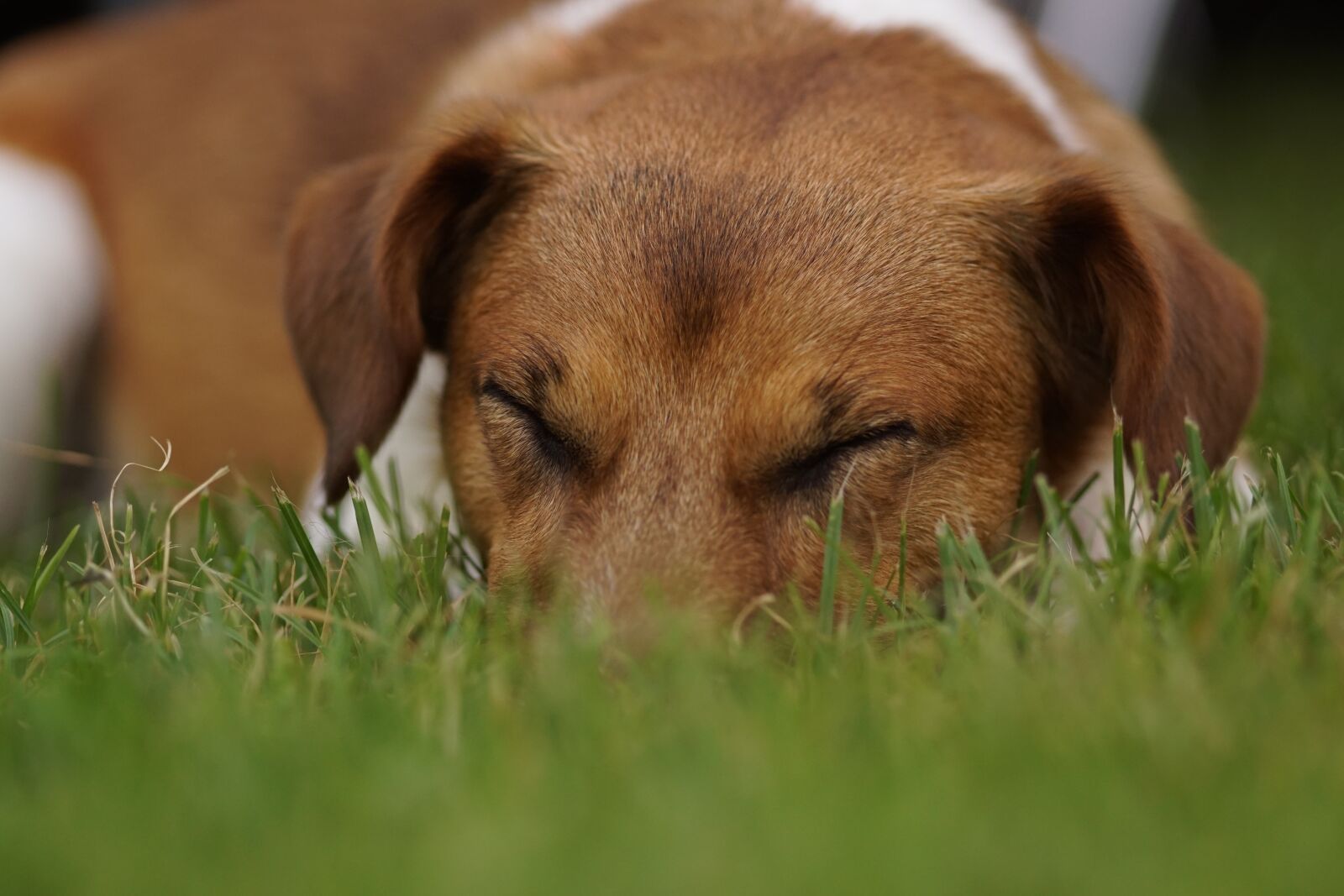 Sony SLT-A68 sample photo. Dog, sleep, pet photography