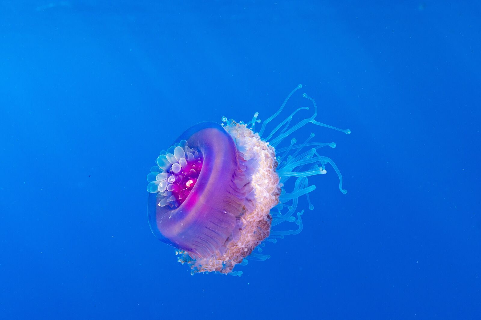 Sony FE 16-35mm F2.8 GM sample photo. Wildlife, jellyfish, fish photography