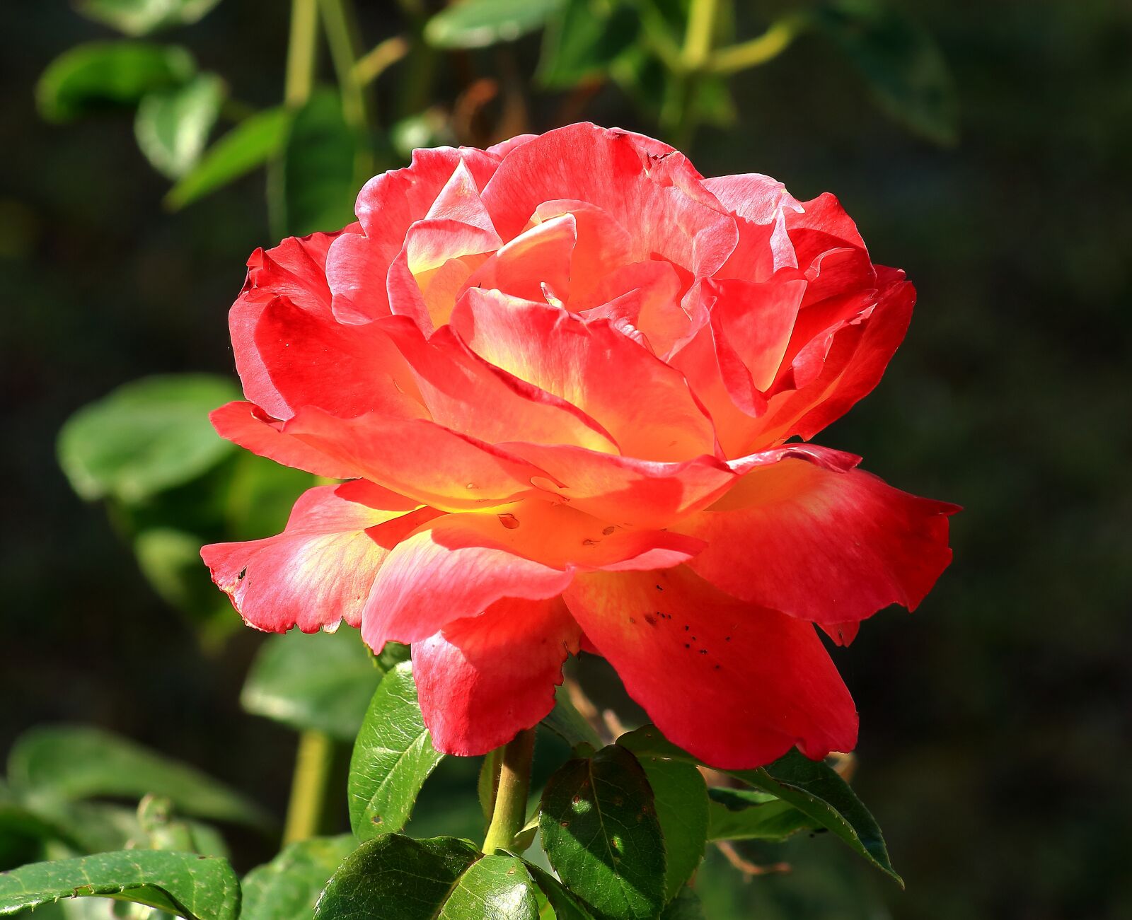 Canon EOS 1200D (EOS Rebel T5 / EOS Kiss X70 / EOS Hi) sample photo. Pink, garden, nature photography