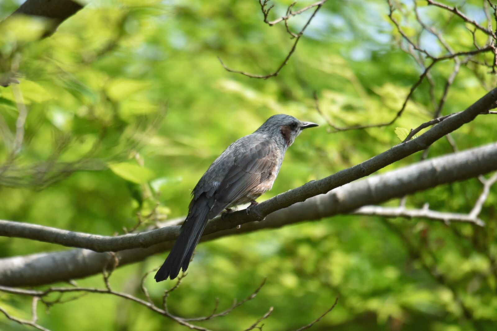 Nikon D7200 sample photo. Animal, forest, fresh green photography