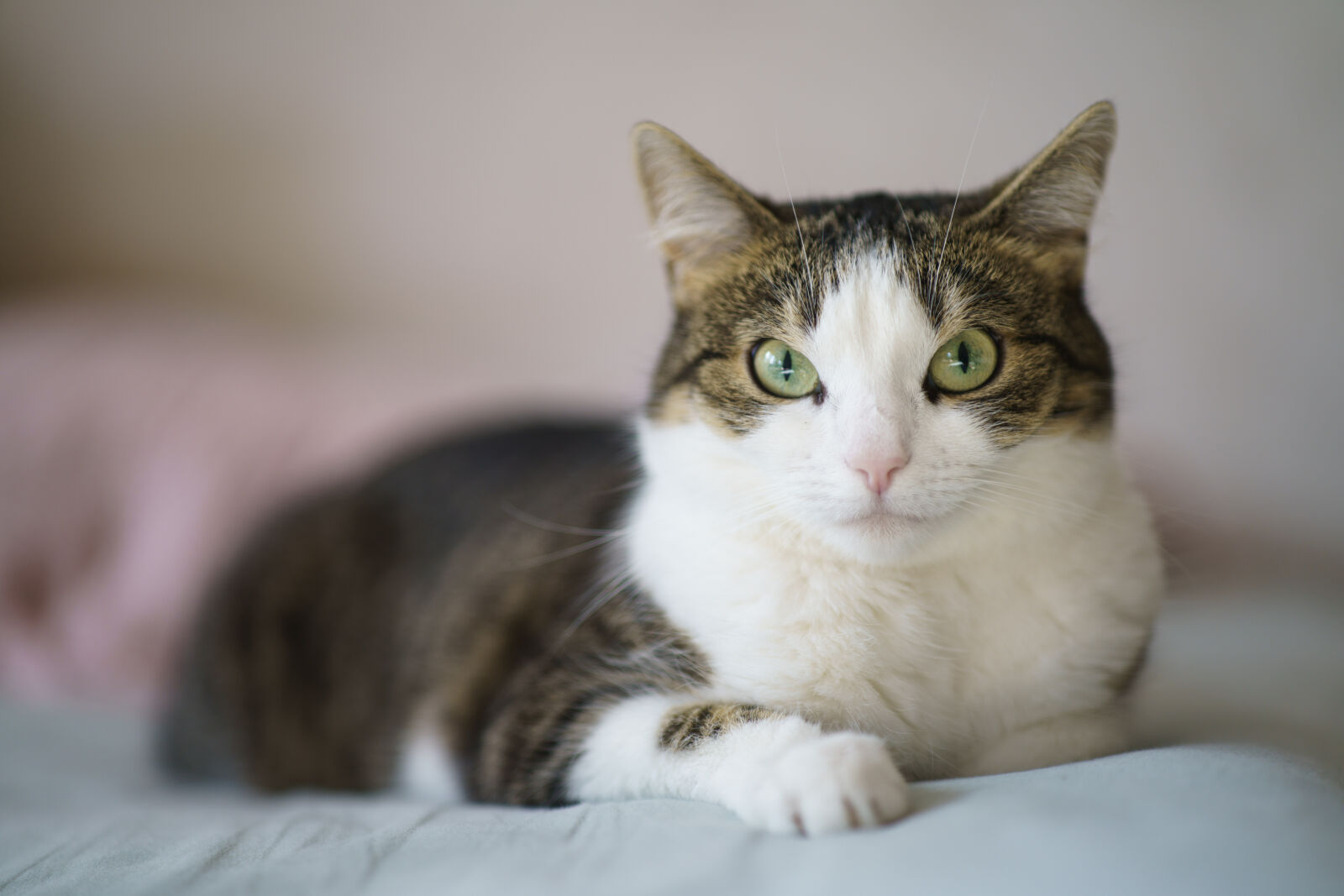 Samyang AF 85mm F1.4 II sample photo. Relaxing cat photography