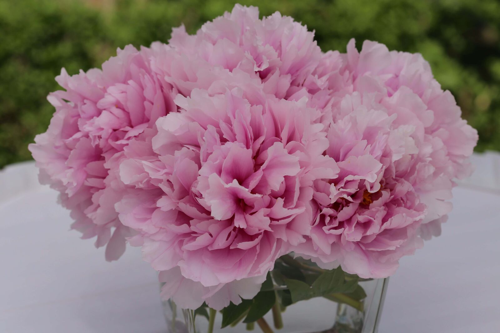 Canon EF 100mm F2.8 Macro USM sample photo. Elegant, vase, pinkish, carnation photography