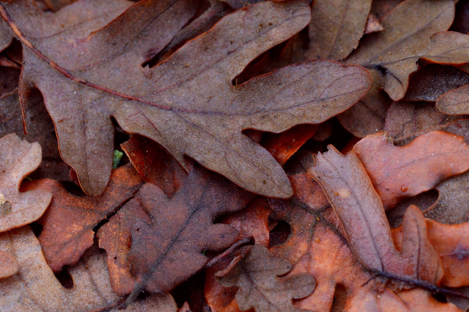 Nikon D5200 sample photo. Leaf, leaves, oak photography