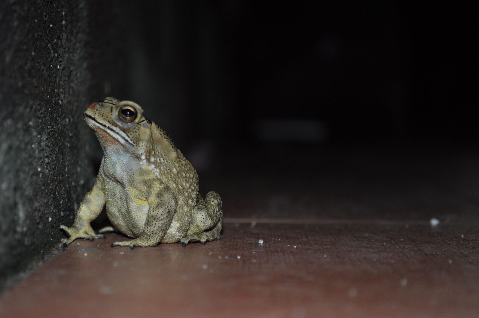 Nikon D5000 sample photo. Animals, frog, pond photography
