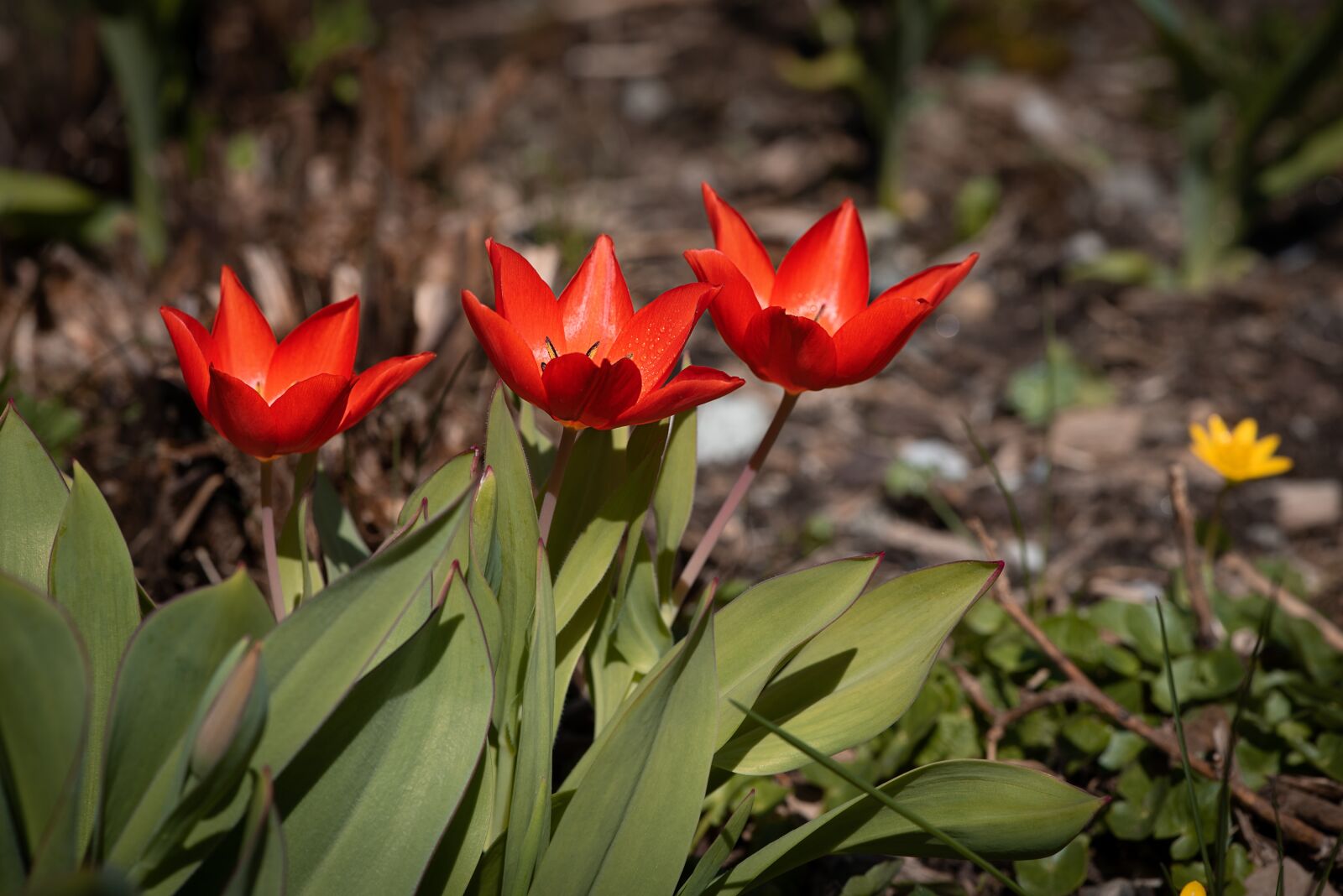 Nikon D750 sample photo. Tulips, red, red tulips photography