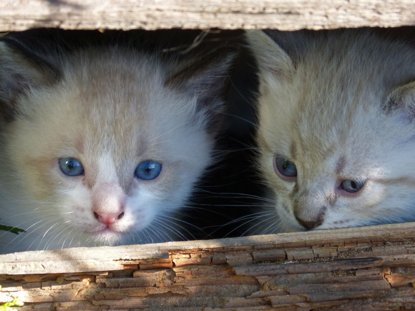 Panasonic DMC-FZ62 sample photo. Cats, kittens, escondido photography