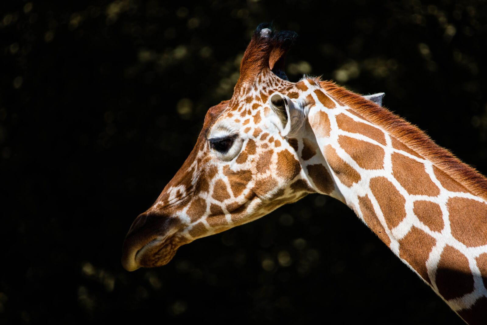 Nikon D850 sample photo. Giraffe, africa, portrait photography