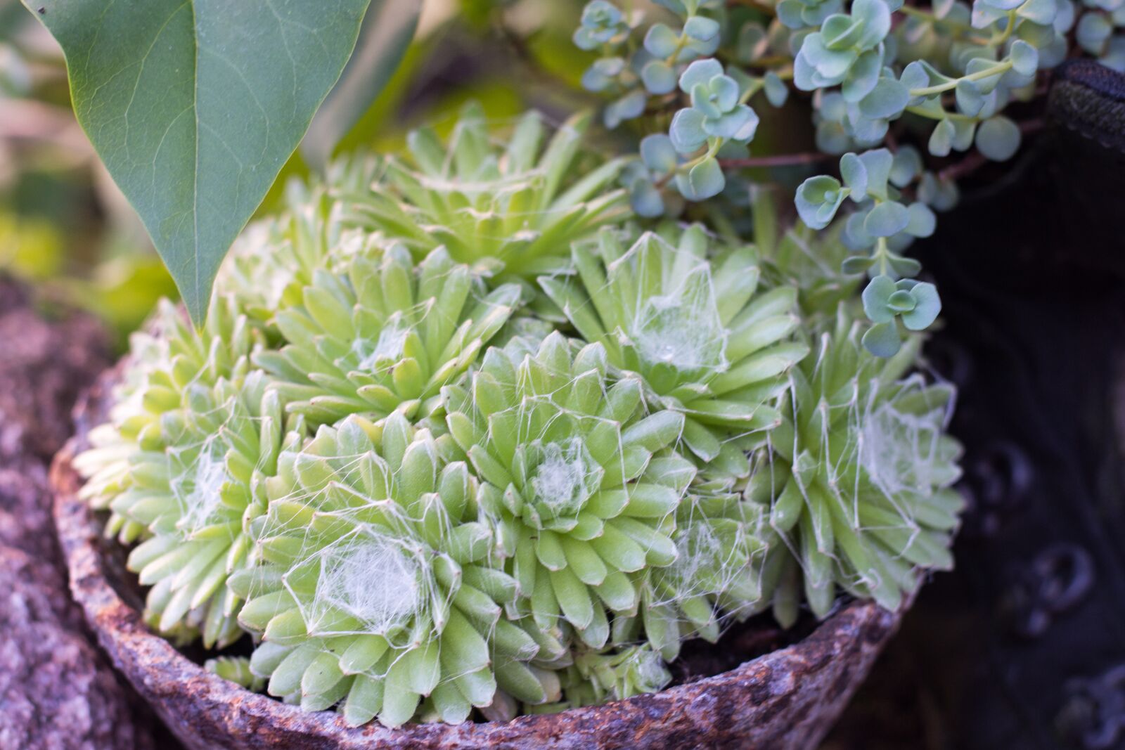 Nikon D7200 sample photo. Spinnfaden, houseleek, plant photography