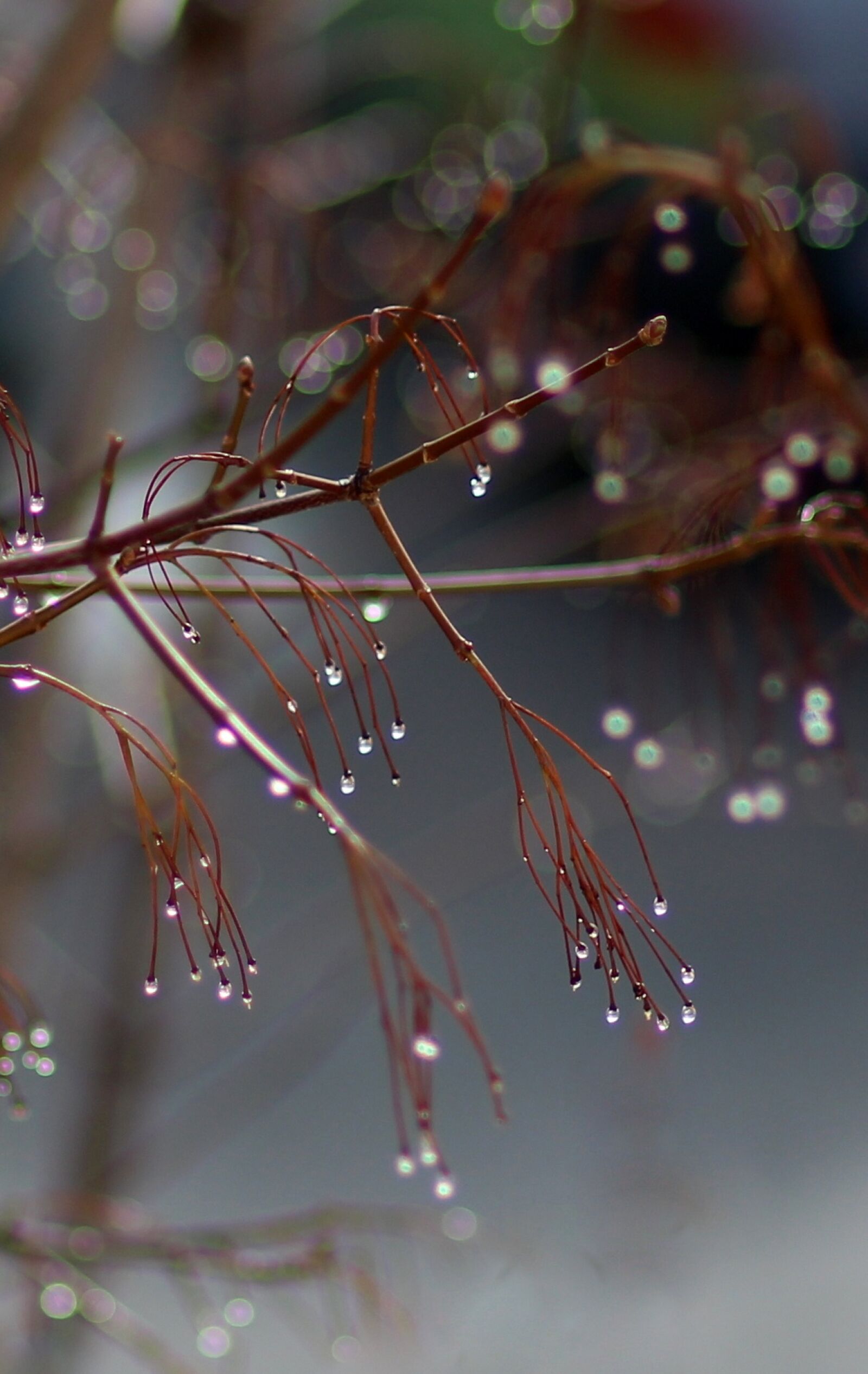 Canon EOS 700D (EOS Rebel T5i / EOS Kiss X7i) + Canon EF 85mm F1.8 USM sample photo. Casey, drop, frozen photography