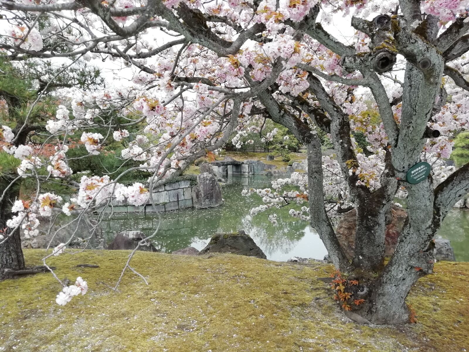 HUAWEI Honor 9 Lite sample photo. Cherry, blossom, garden photography