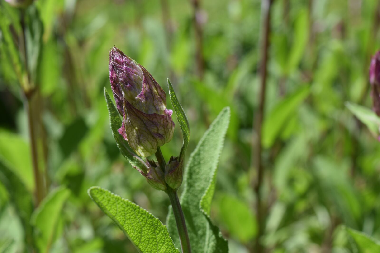 Nikon D3300 sample photo. Sage, sage flower, flowers photography