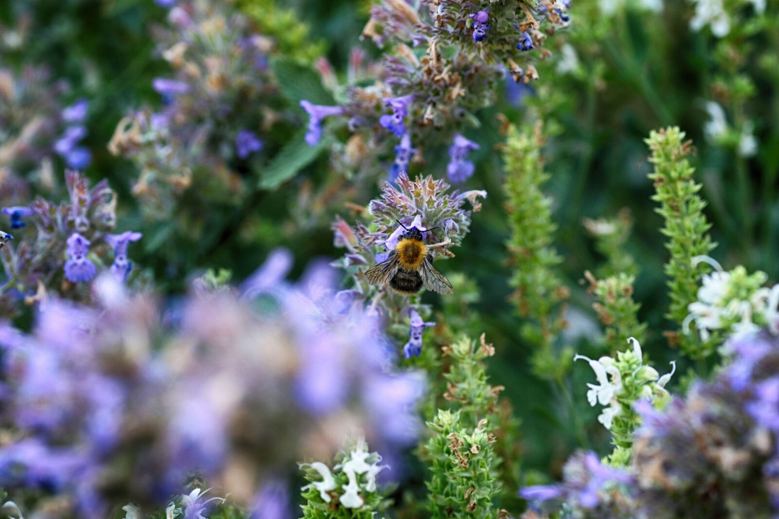 Canon EOS 7D Mark II sample photo. Bumblebee, nature, flower photography