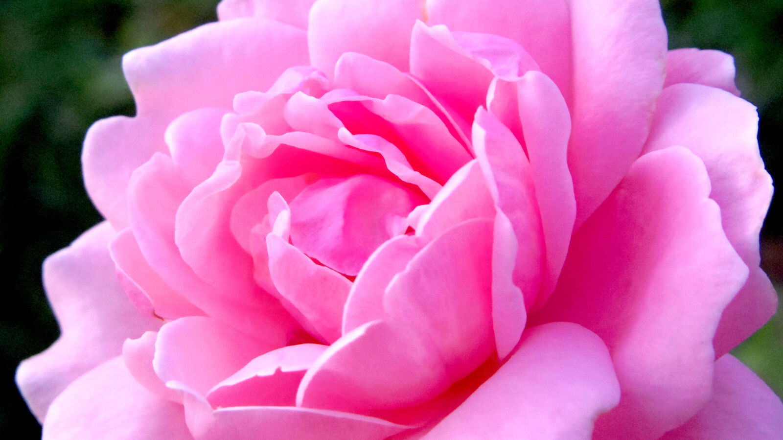 Pentax Q10 sample photo. Flower photography
