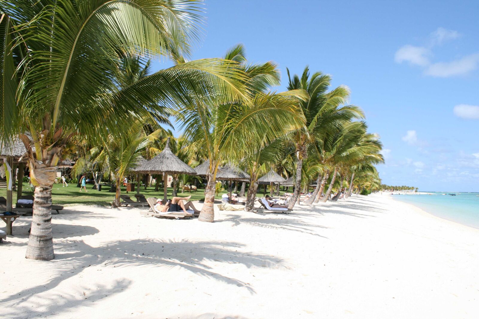 Canon EOS 400D (EOS Digital Rebel XTi / EOS Kiss Digital X) sample photo. Beach, palm, mauritius photography