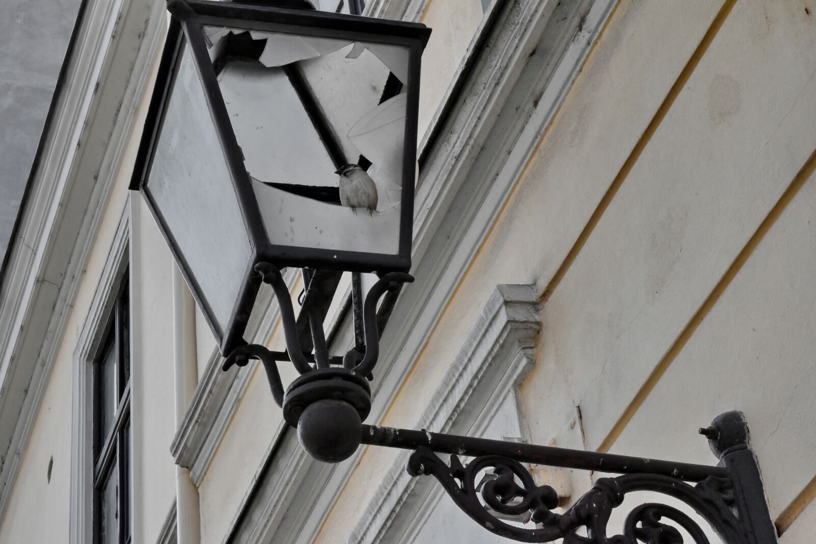Nikon D5500 sample photo. Bird, glass, lamp, urban photography
