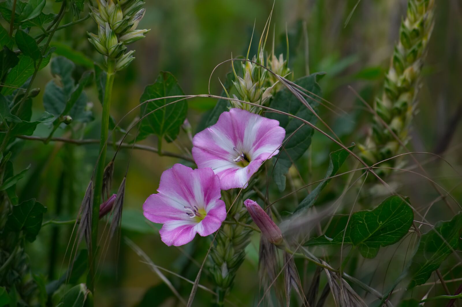 Nikon D3100 sample photo. Bindweed, flower, meadow photography