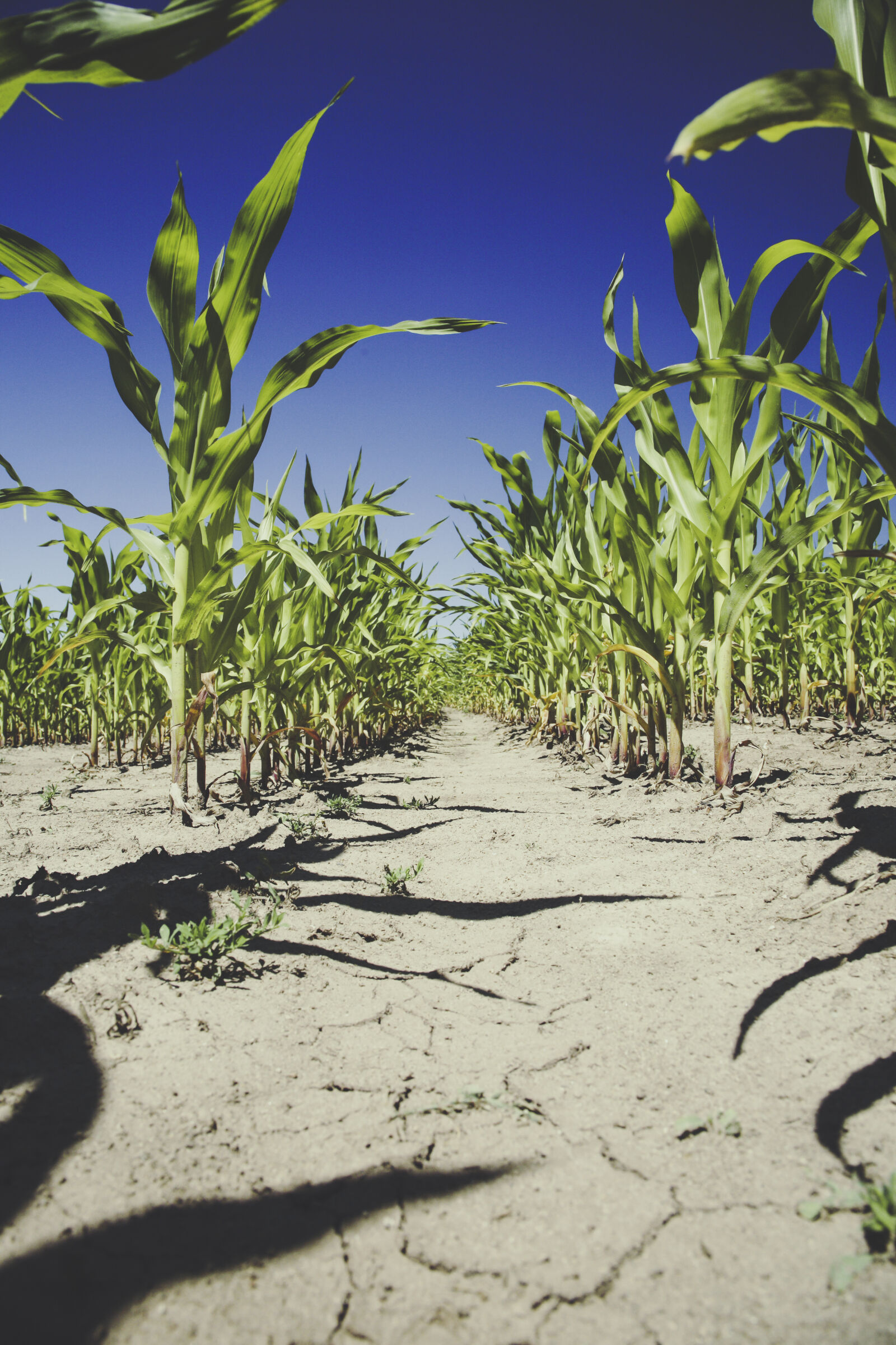Canon EOS 5D sample photo. Field, agriculture, farm, corn photography