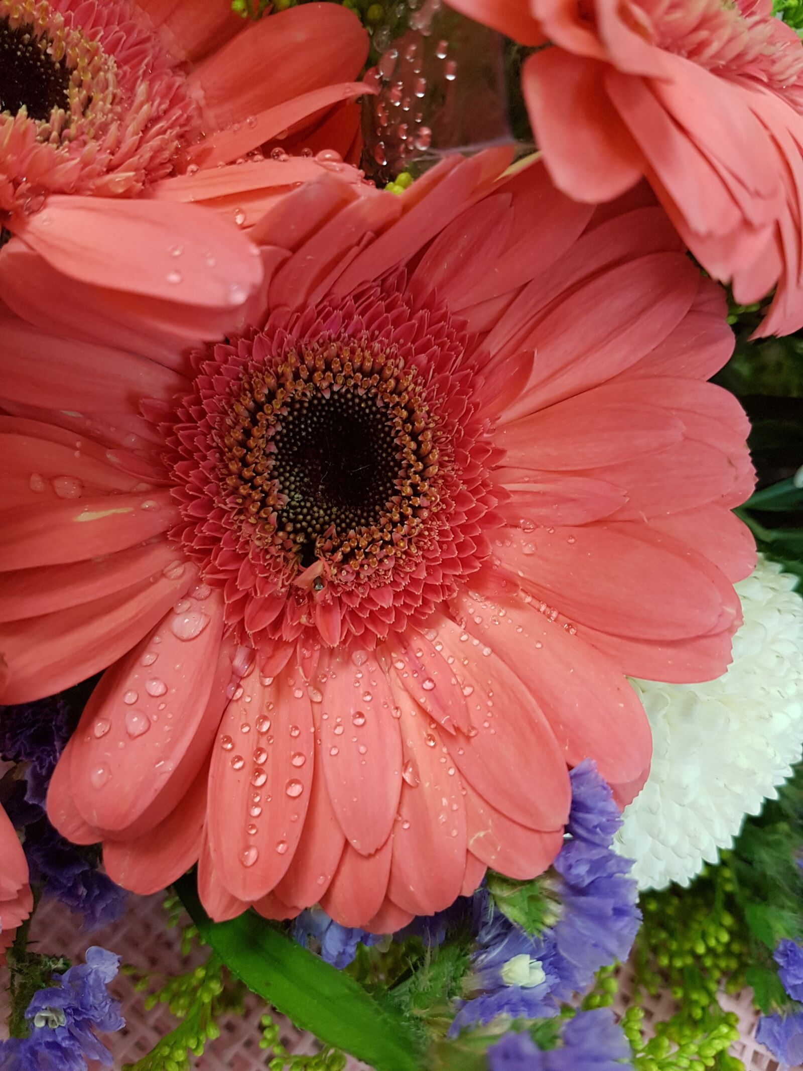Samsung Galaxy S7 sample photo. African daisy, daisy, flower photography