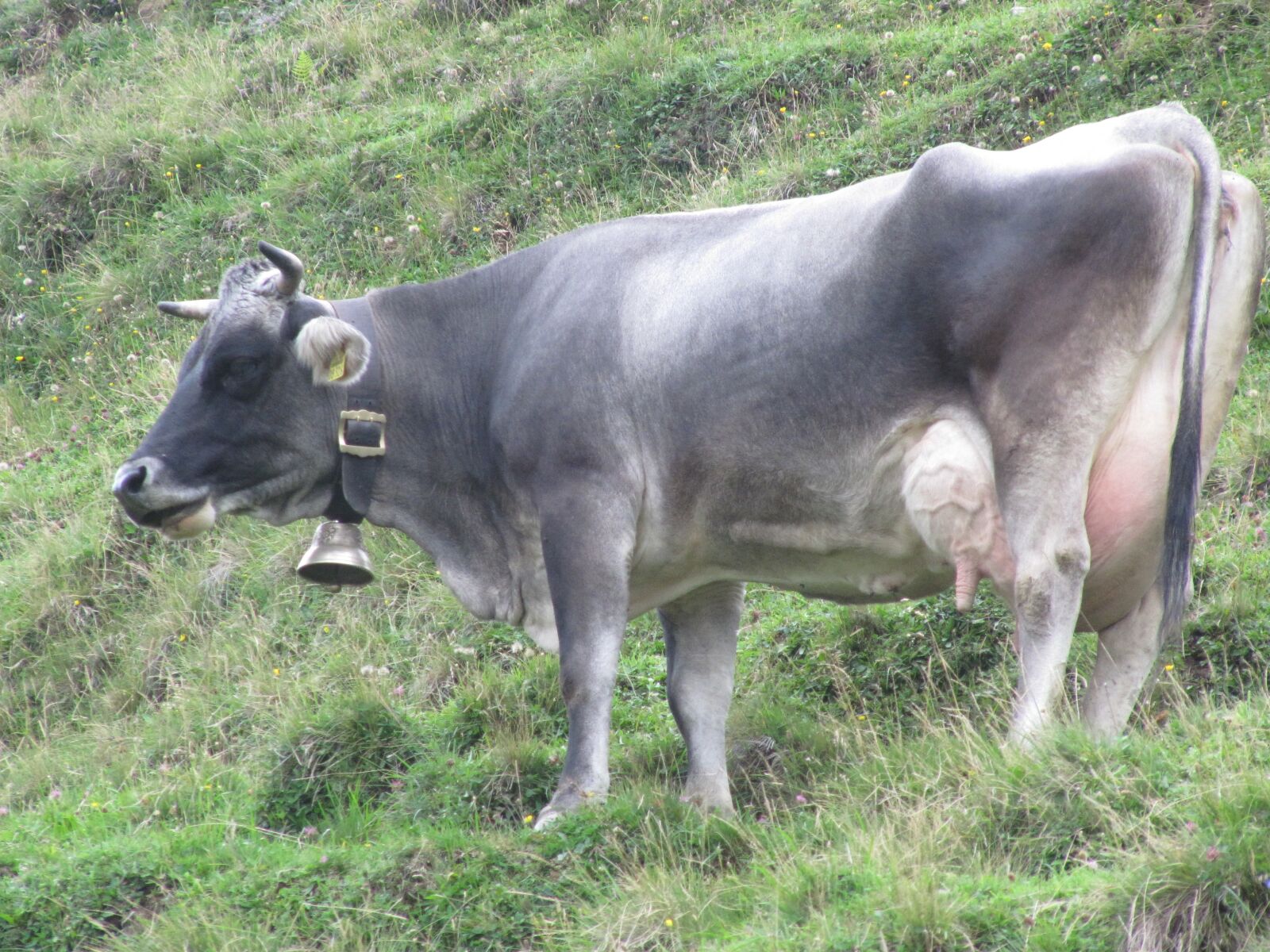 Canon PowerShot SX200 IS sample photo. Cow, allgäu, mountains photography